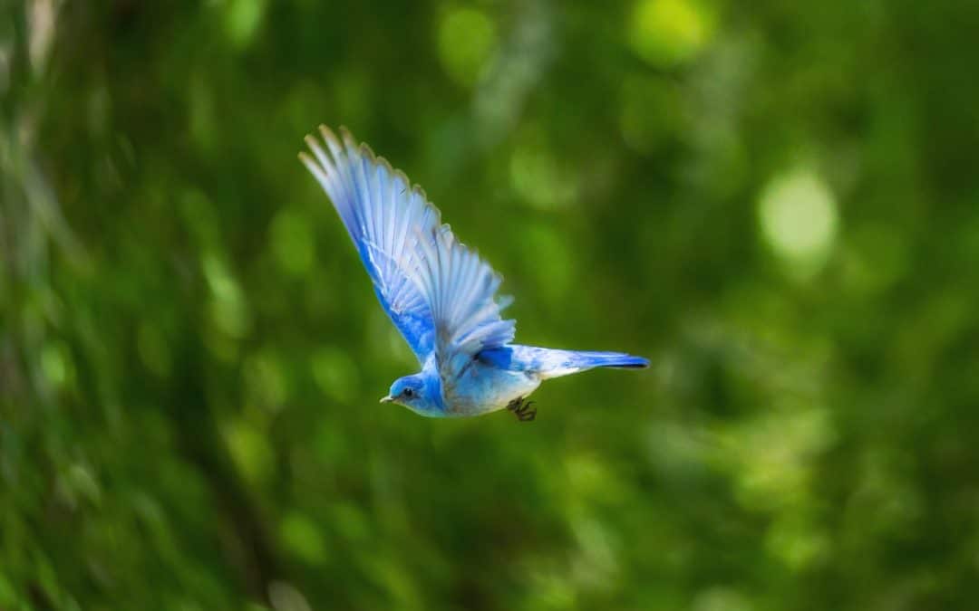 flying blue bird pic
