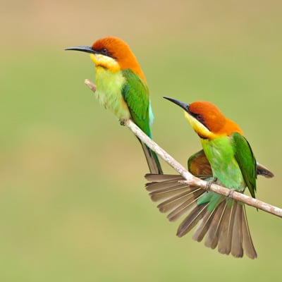 image of two colorful birds