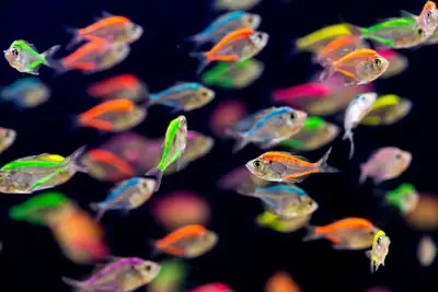 image of a school of Neon fish