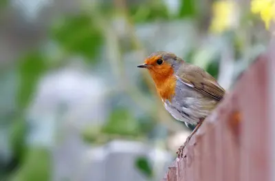 image of a small bird with an orange throat sitting on a fence