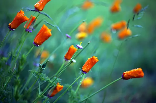 image of orange poppies about to bloom